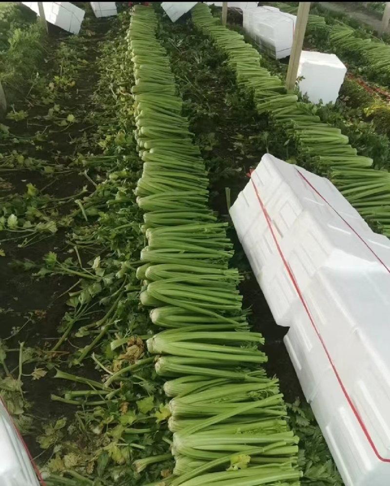 精品西芹，产地直发，大量有货，欢迎各位老板咨询采购