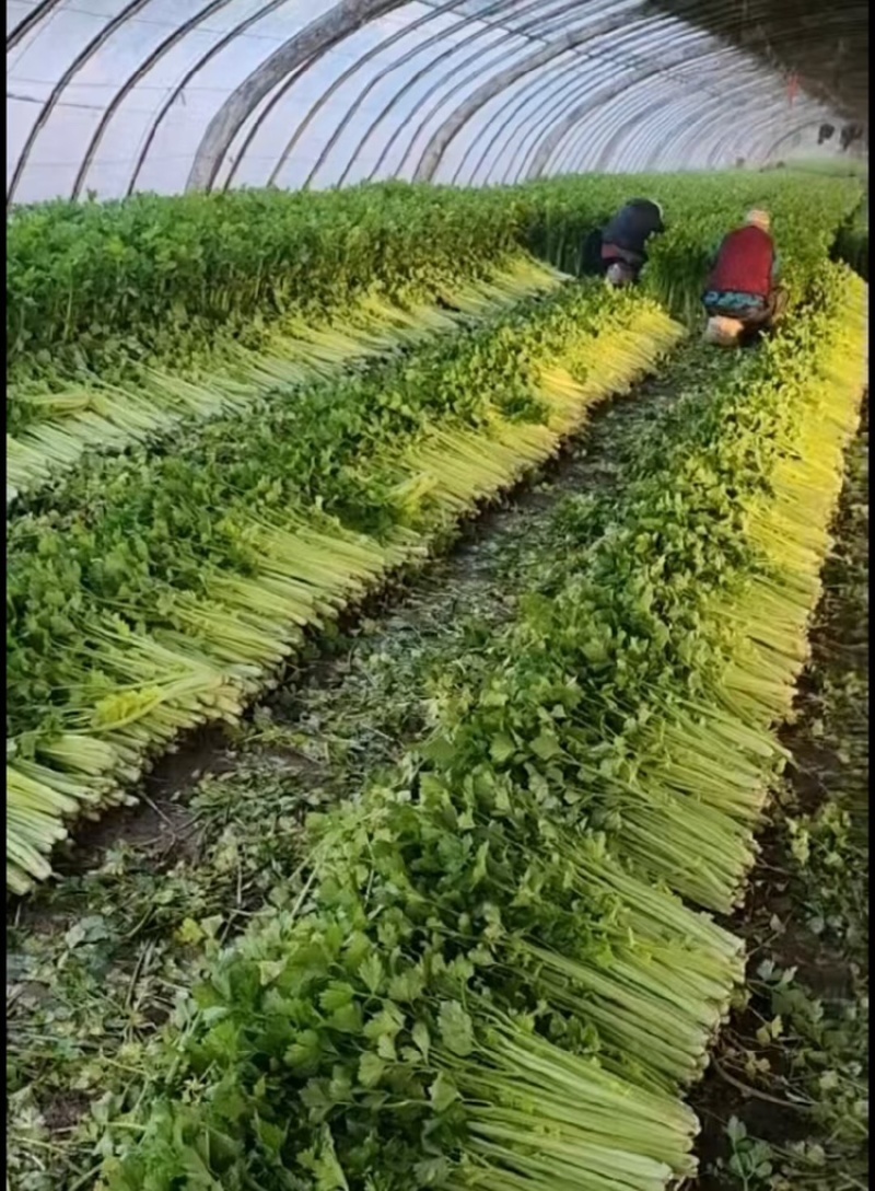 精品西芹，产地直发，大量有货，欢迎各位老板咨询采购