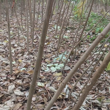 黄柏苗