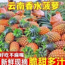 【正宗】云南香水菠萝大量上市酸甜可口欢迎各位来电订购
