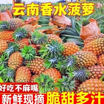 【正宗】云南香水菠萝大量上市酸甜可口欢迎各位来电订购