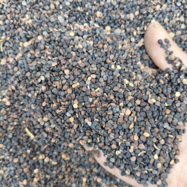 曼陀罗子