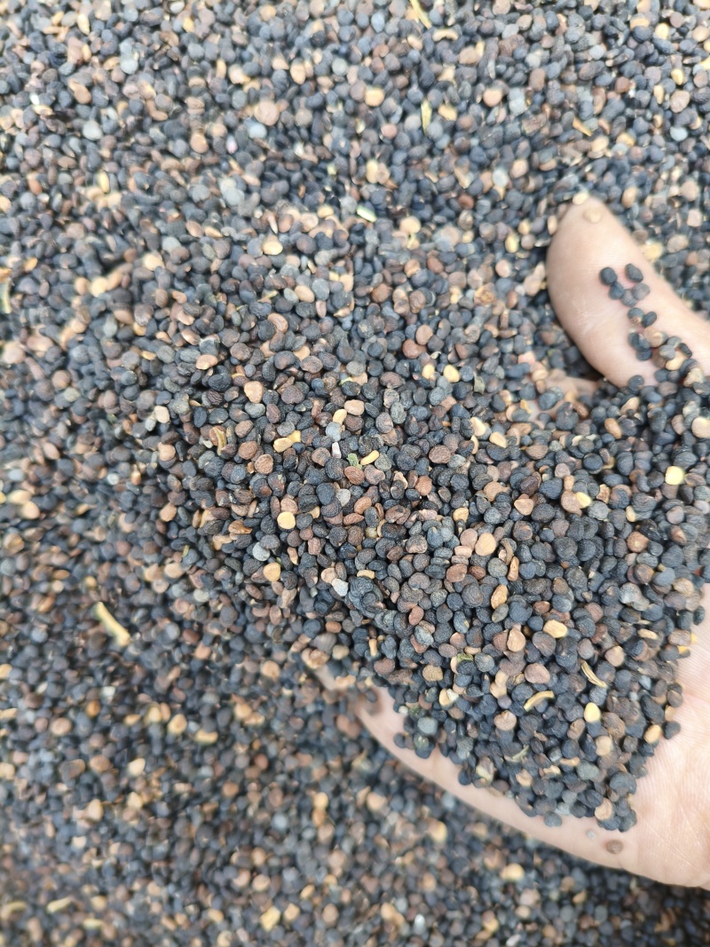曼陀罗子