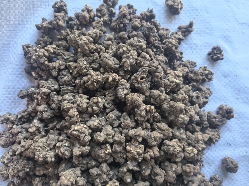 猫爪草中药材猫爪草新货东弘药业一手货源现货供应