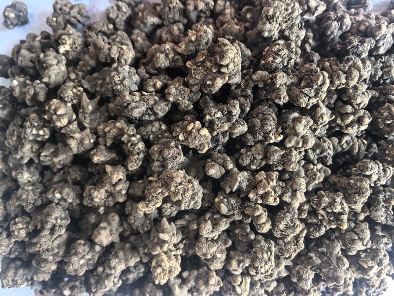 猫爪草中药材猫爪草新货东弘药业一手货源现货供应