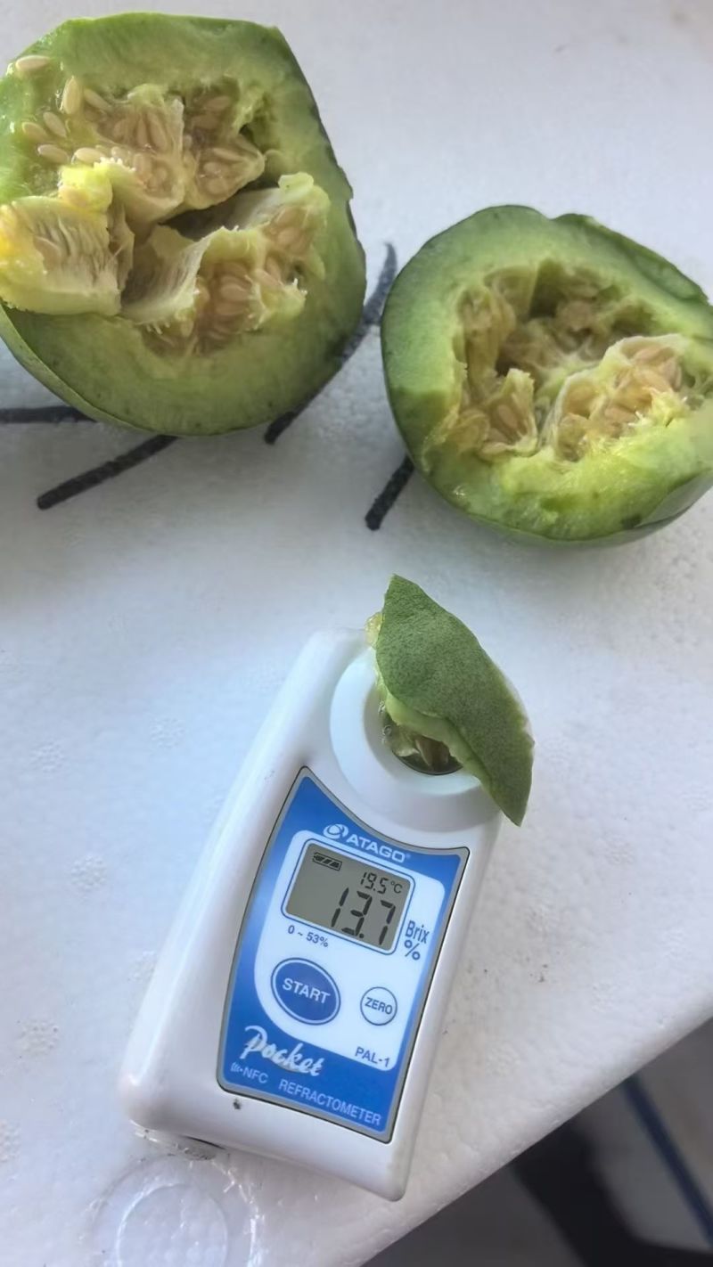 辽宁北镇翠宝香瓜。口感脆甜。饱满多汁。