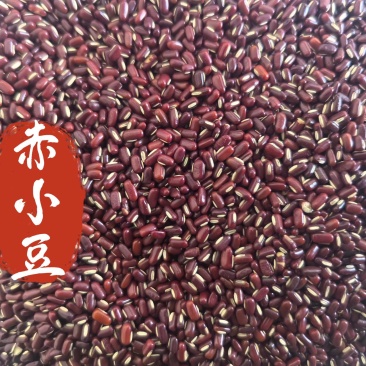 赤小豆中药材赤小豆东弘药材一手货源现货供应