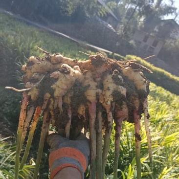 精品生姜货源充足量大从优质量保证欢迎咨询