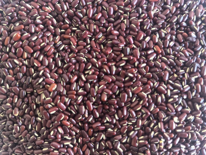 赤小豆中药材赤小豆东弘药材一手货源现货供应