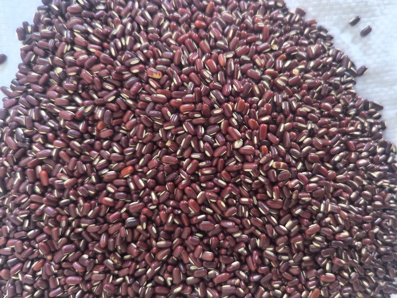 赤小豆中药材赤小豆东弘药材一手货源现货供应