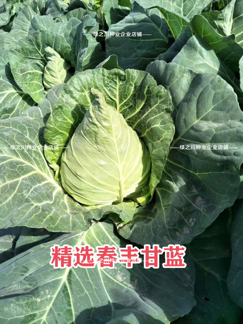 精选春丰甘蓝种子早熟春甘蓝牛心菜种籽甘兰菜耐寒卷心菜种籽