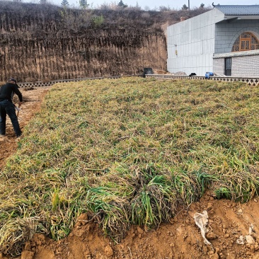 米脂山地红葱
