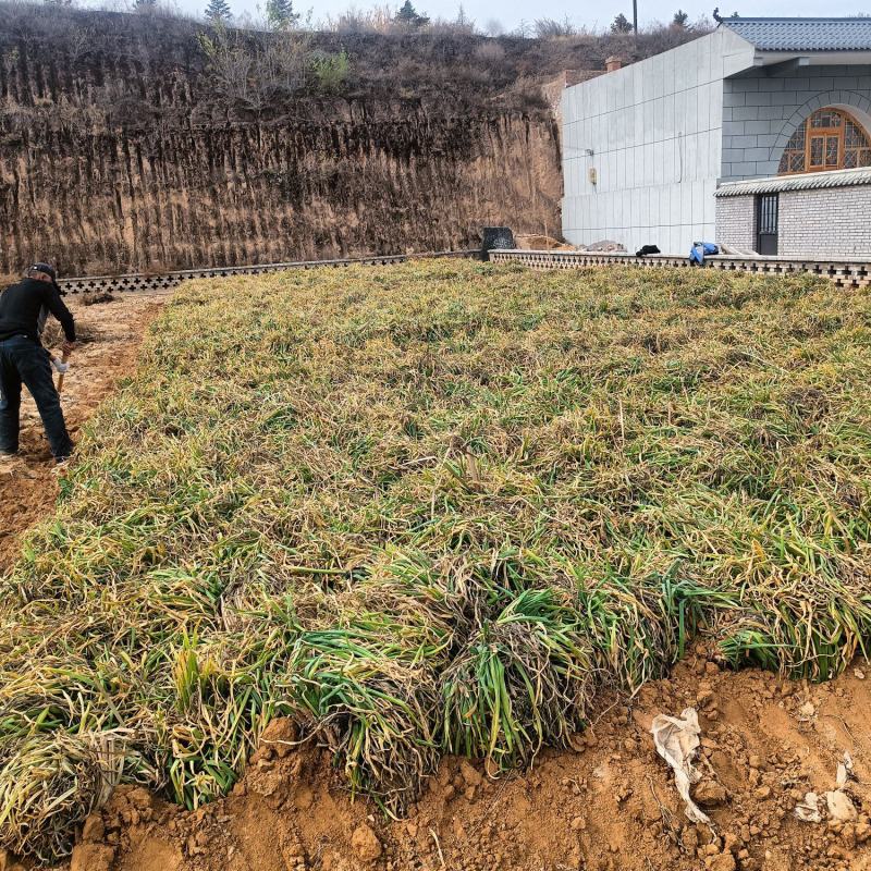 米脂山地红葱