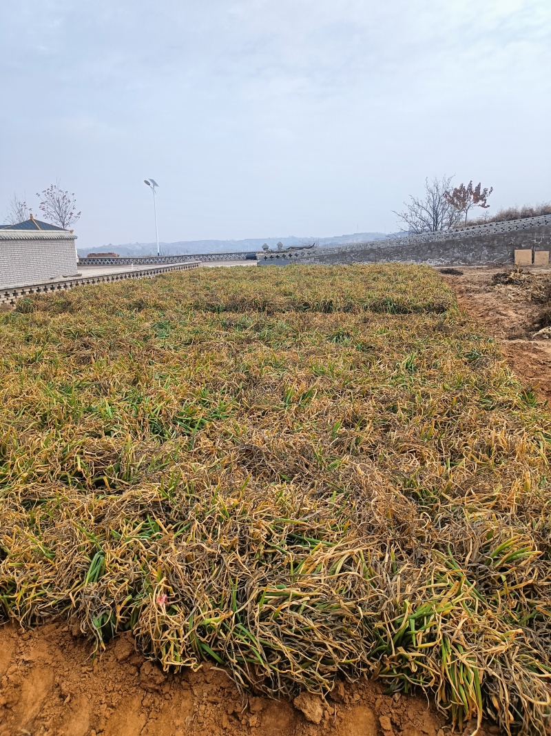 米脂山地红葱