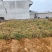 米脂山地红葱