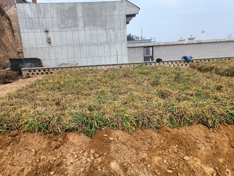 米脂山地红葱