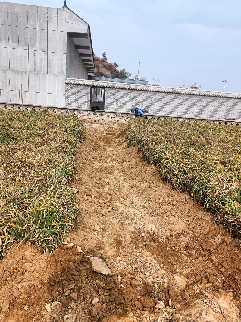 米脂山地红葱