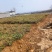 米脂山地红葱
