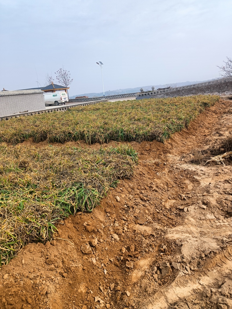 米脂山地红葱