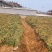 米脂山地红葱