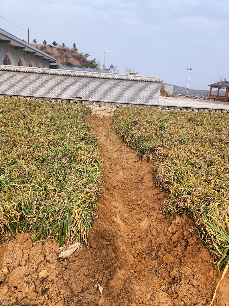 米脂山地红葱