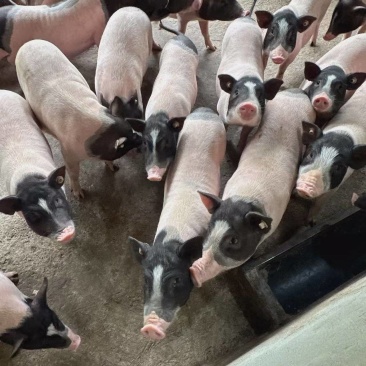 热卖香猪小香猪四川小香猪肉质紧实口感佳价格实惠欢迎老板联系