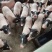 热卖香猪小香猪四川小香猪肉质紧实口感佳价格实惠欢迎老板联系