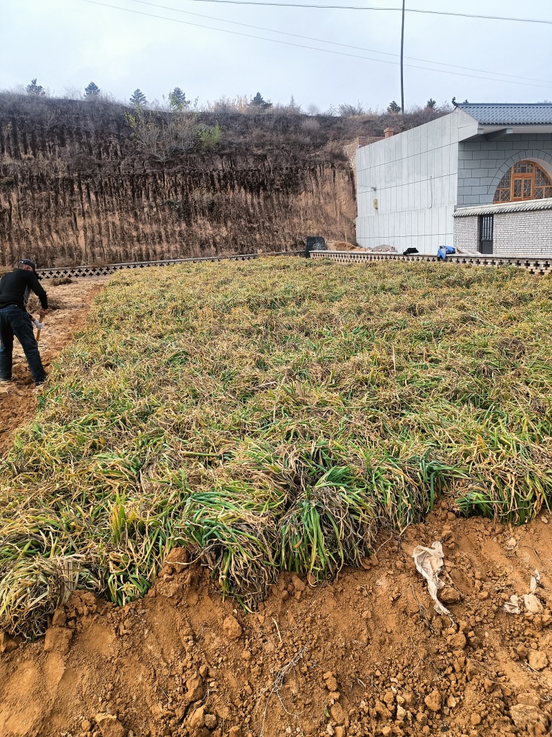 米脂山地红葱