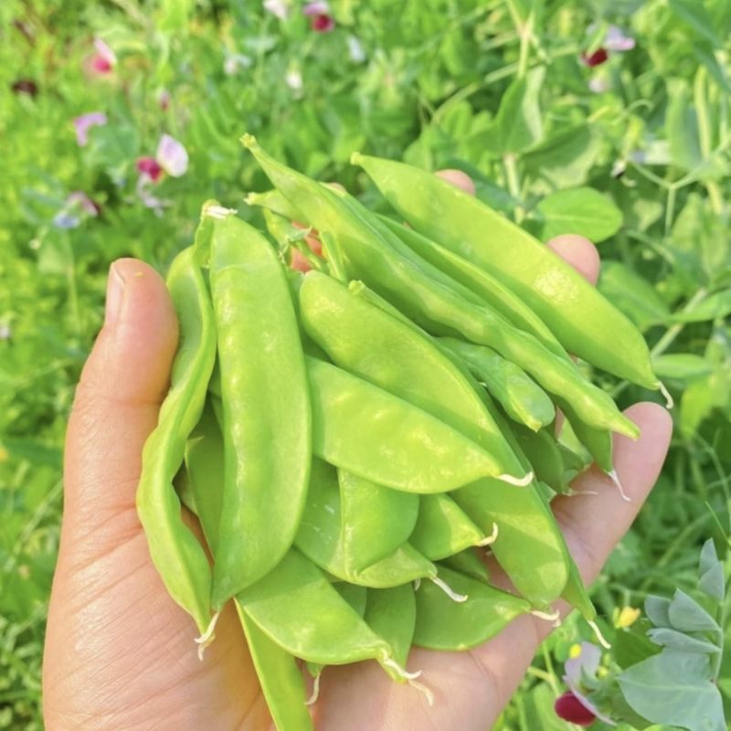 广西荷兰豆现摘新鲜荷兰豆，甜脆爽口，产地直发，量大价优