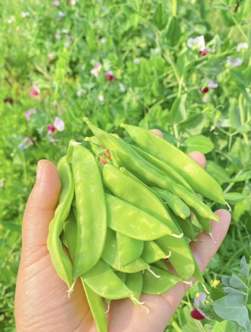 广西荷兰豆现摘新鲜荷兰豆，甜脆爽口，产地直发，量大价优
