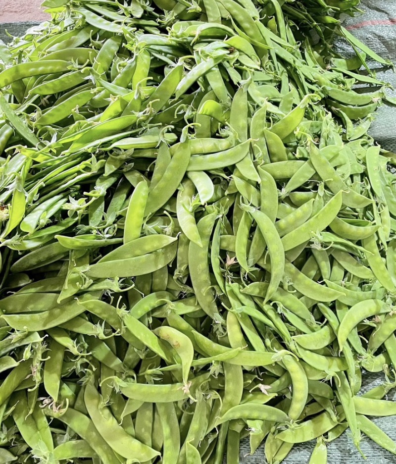 广西荷兰豆现摘新鲜荷兰豆，甜脆爽口，产地直发，量大价优