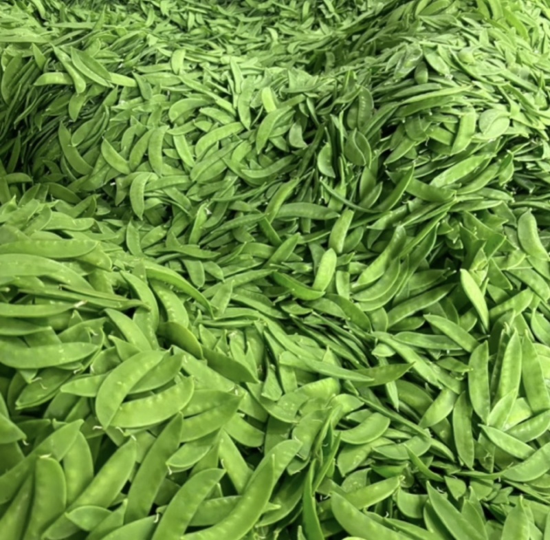 广西荷兰豆现摘新鲜荷兰豆，甜脆爽口，产地直发，量大价优