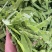 广西荷兰豆现摘新鲜荷兰豆，甜脆爽口，产地直发，量大价优