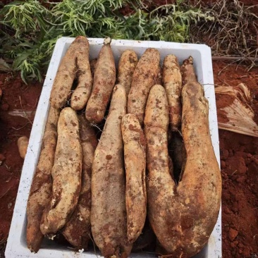 云南高原灵芝山药,佛手山药大量现货,全国供应品质保证
