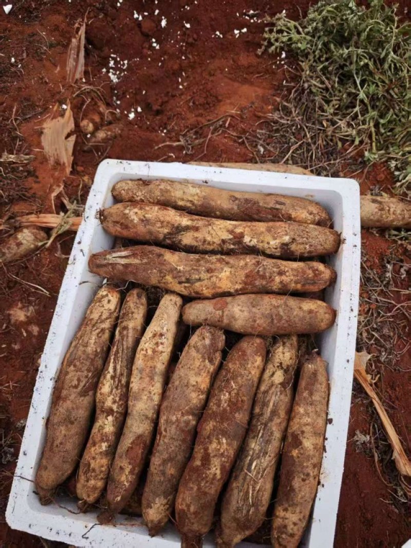 云南高原灵芝山药，佛手山药大量现货，全国供应品质保证