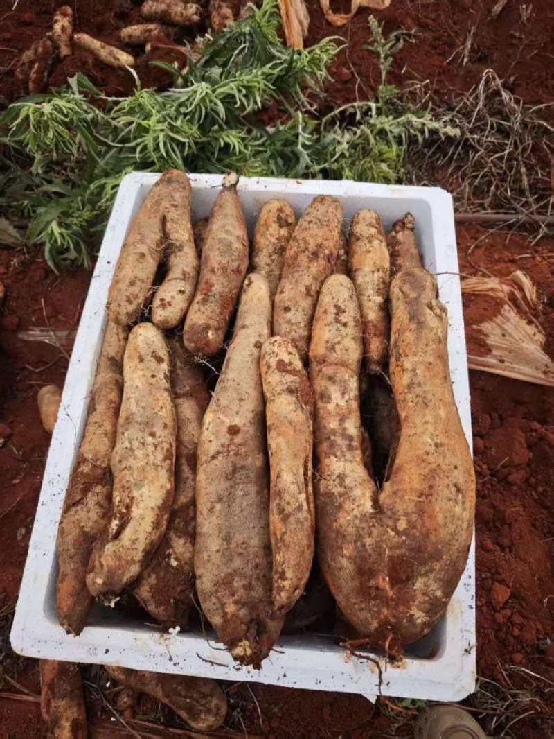 云南高原灵芝山药，佛手山药大量现货，全国供应品质保证