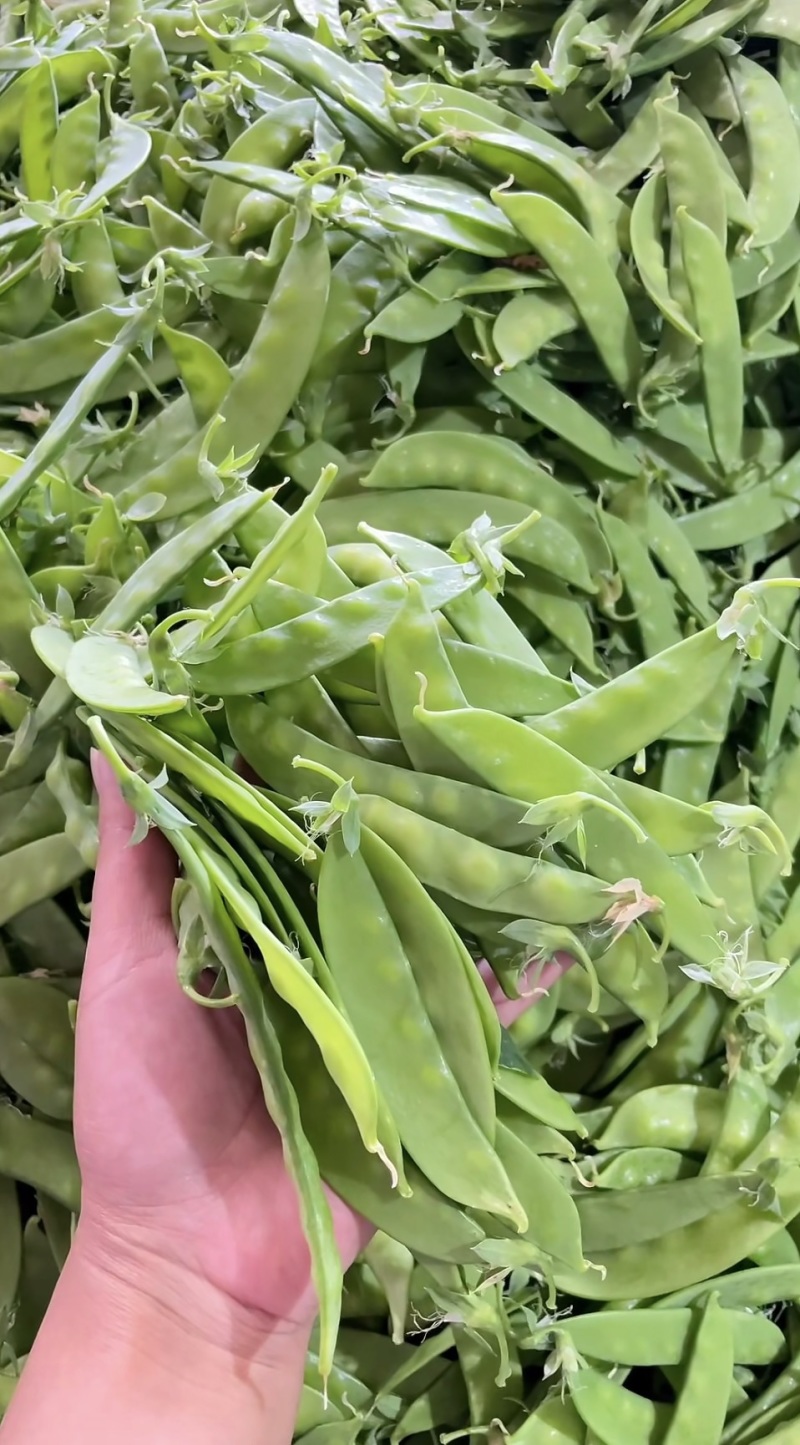 广西荷兰豆源头基地直供，量大价优，长期合作，全国可发货