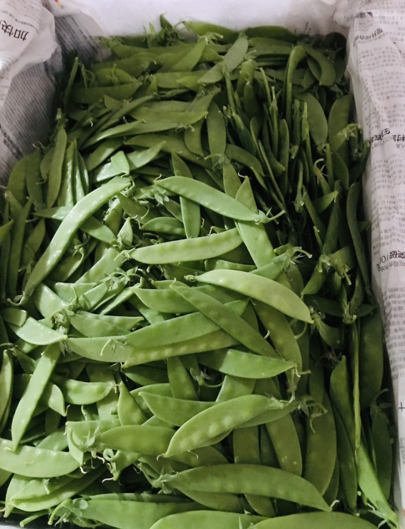 广西荷兰豆源头基地直供，量大价优，长期合作，全国可发货