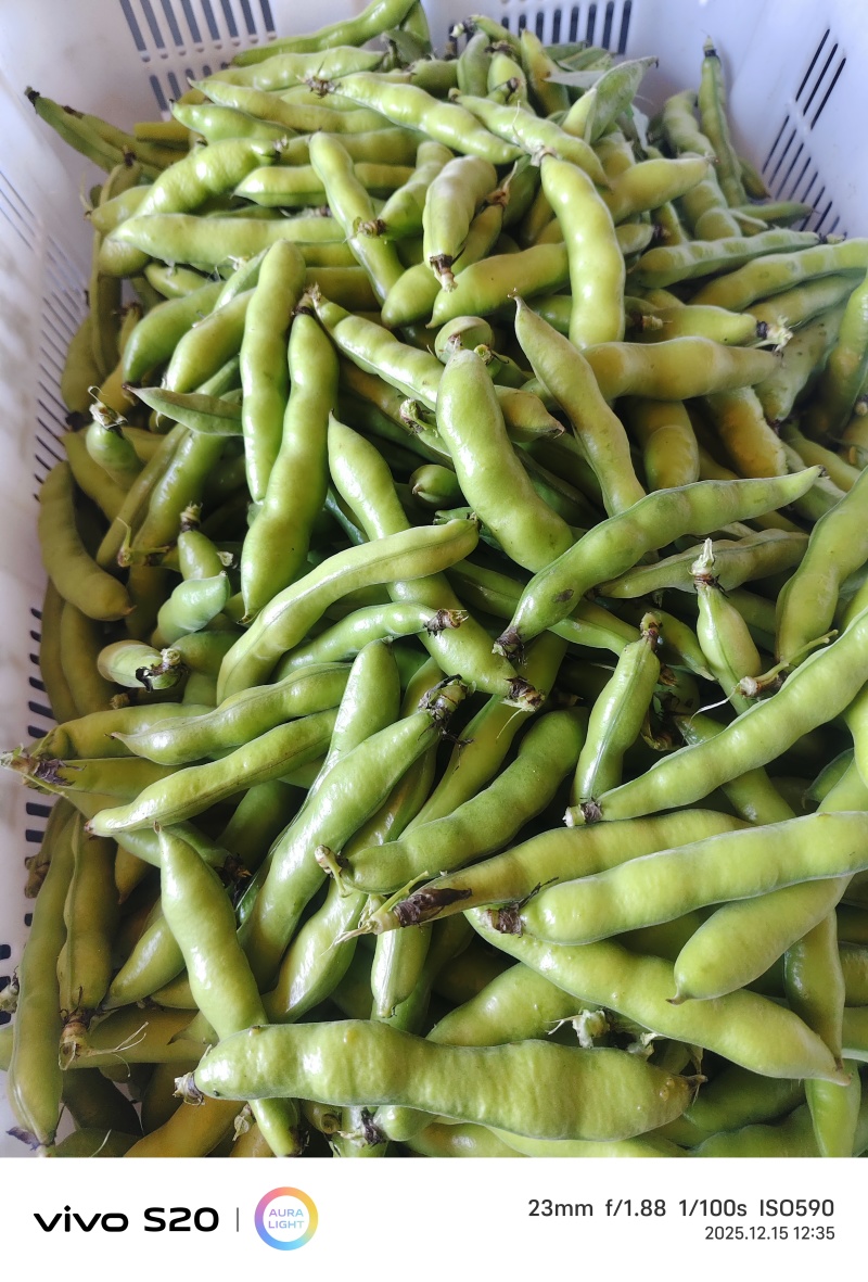 水果蚕豆