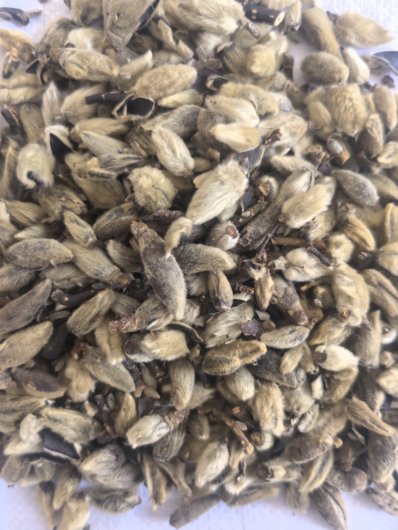 辛夷花中药材辛夷花辛夷毛桃东弘药材一手货源现货供应