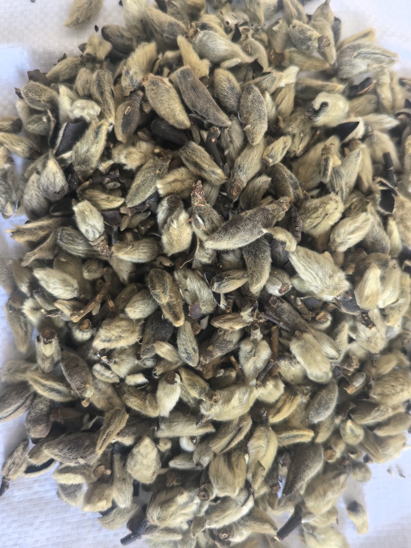 辛夷花中药材辛夷花辛夷毛桃东弘药材一手货源现货供应