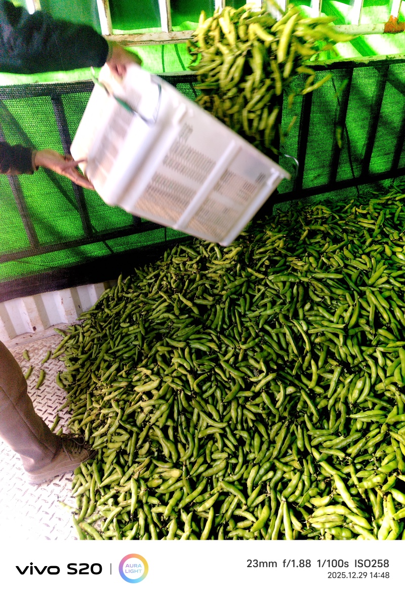 新鲜蚕豆