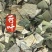 荷叶中药材荷叶荷叶方块东弘药材一手货源现货供应