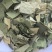 荷叶中药材荷叶荷叶方块东弘药材一手货源现货供应