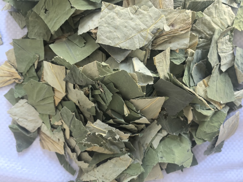 荷叶中药材荷叶荷叶方块东弘药材一手货源现货供应