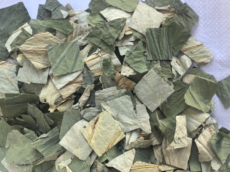 荷叶中药材荷叶荷叶方块东弘药材一手货源现货供应