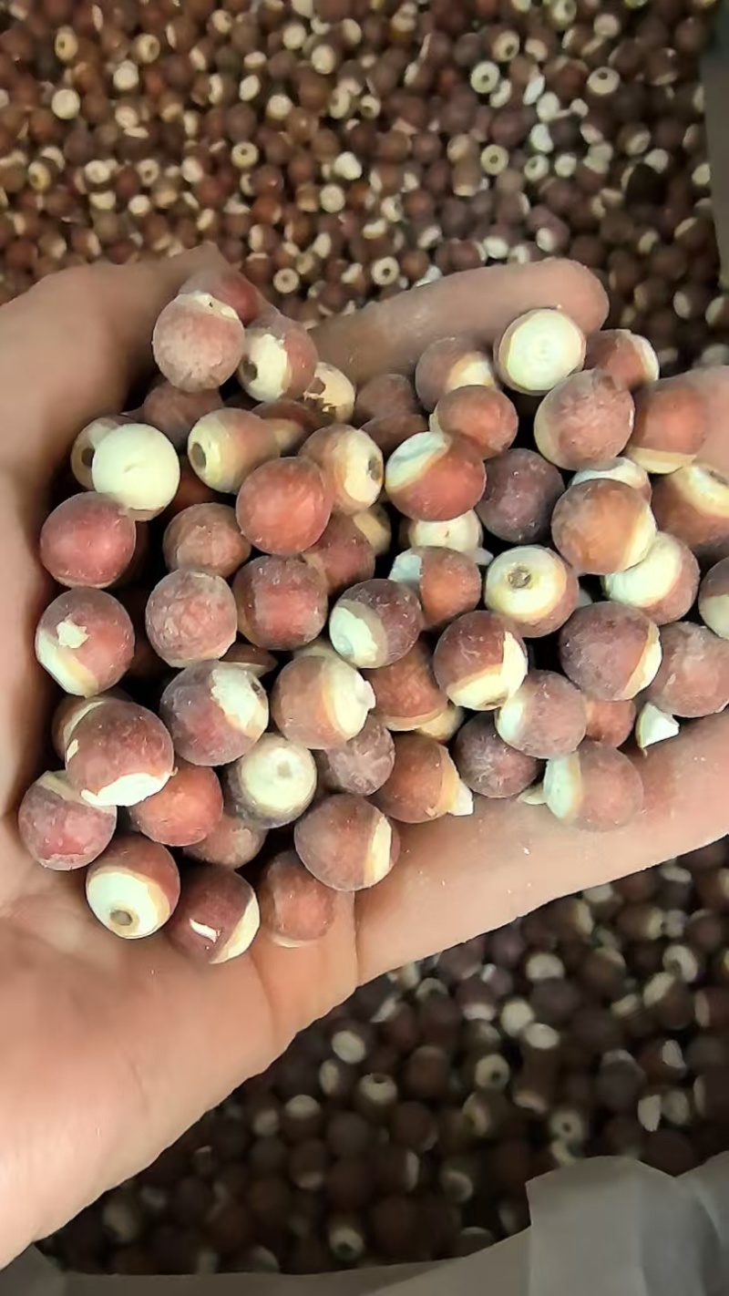 大量供应芡实货源充足，支持零售批发，欢迎对接