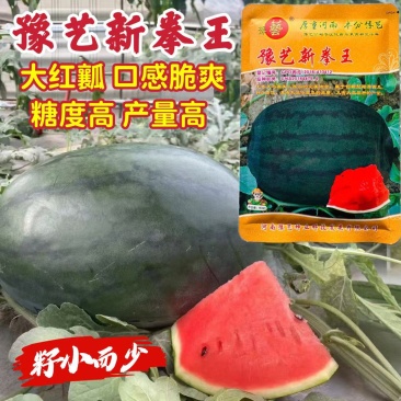 豫艺新拳王西瓜种子龙卷风黑美人大果高产抗重茬黑绿皮西瓜种