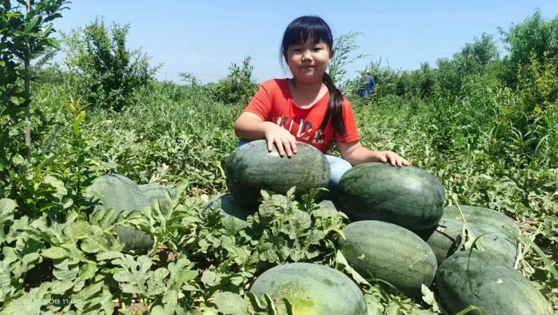豫艺新拳王西瓜种子龙卷风黑美人大果高产抗重茬黑绿皮西瓜种