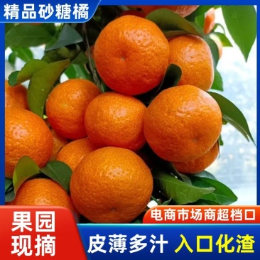 广西荔浦沙糖桔大吨位供应各大市场电商平台社区团购